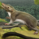 Illustration for article titled New study of mammalian evolution reveals one of our earliest ancestors